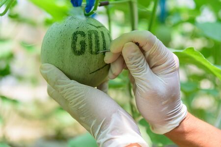 Write the some text word to fresh melonの写真素材