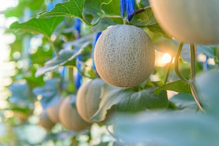 Fresh melon with sunlight in greenhouseの写真素材