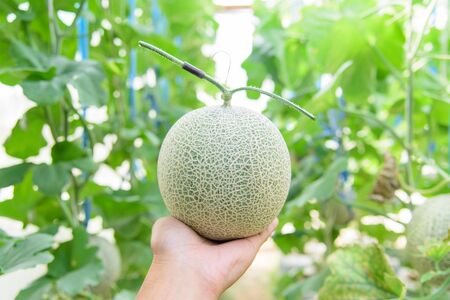 Fresh melon in greenhouseの写真素材
