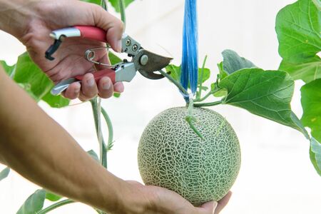 The man Harvesting melon from farmの写真素材