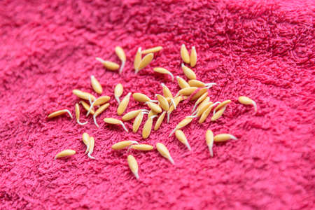 germinate melon Seed on pink clothの写真素材
