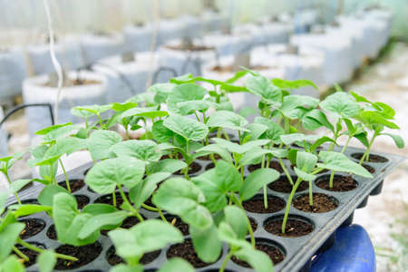 Fresh Sapling of melon on Nursery trayの写真素材