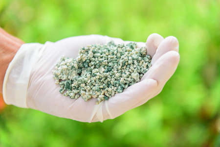 Close up to Trichoderma harzianum on rice seed on handの写真素材