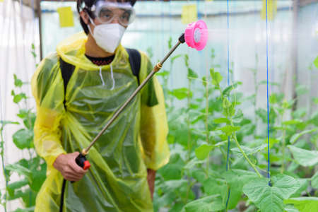 Farmer spraying the Insecticide in melon farmの写真素材