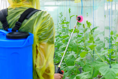 Farmer spraying the Insecticide in melon farmの写真素材