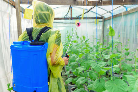 Farmer spraying the Insecticide in melon farmの写真素材