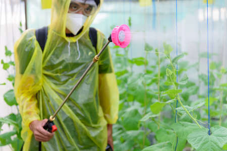 Farmer spraying the Insecticide in melon farm for protect it from insecsの写真素材