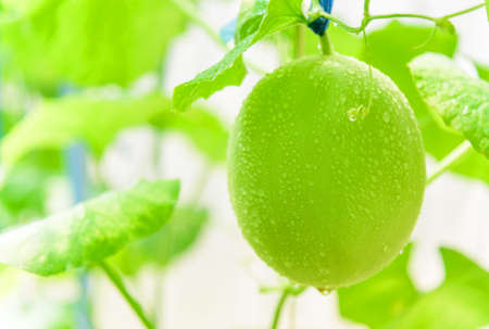 Cleaning fresh melon by hydrogen peroxide for prevent the diseaseの写真素材