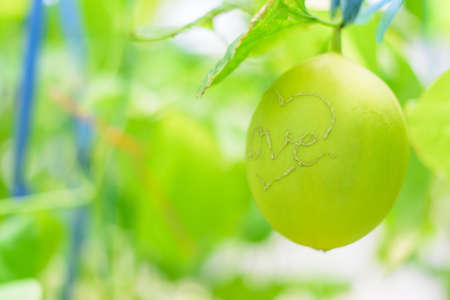 Write the Love word to fresh golden melonの写真素材