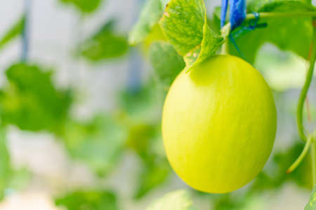 Closeup to Fresh golden melon in farmの写真素材