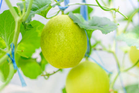 Fresh melon Damaged skinの写真素材
