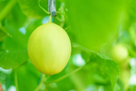 Closup to Fresh golden melon in farmの写真素材