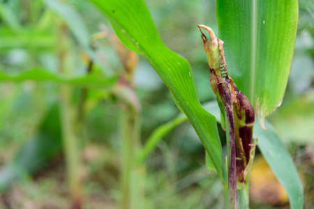 Corn green tree Destroyed by wormの写真素材