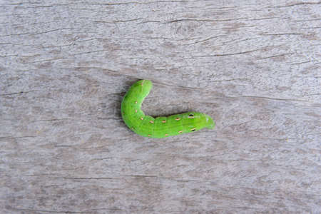 Green worm on tree leafの写真素材