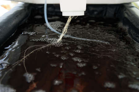 root of melon tree in the water bin of hydroponics systemの写真素材