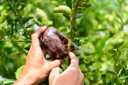 graft on the lemon tree for breedの写真素材