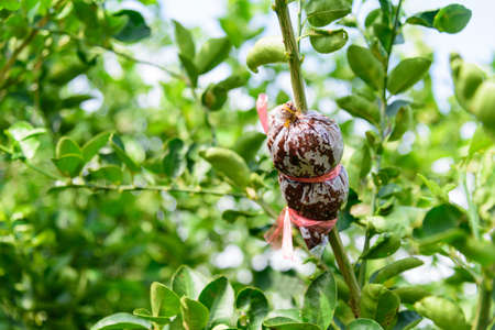graft on the lemon tree for breedの写真素材