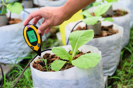Check pH value in Planting bag of Chinese cabbage
