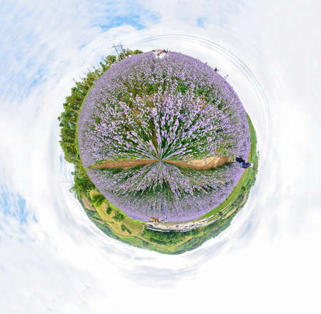 Circle panorama view of Fresh Margaret flower field garden at the mountain