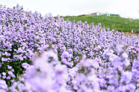 Fresh Margaret flower field garden at the mountainの写真素材