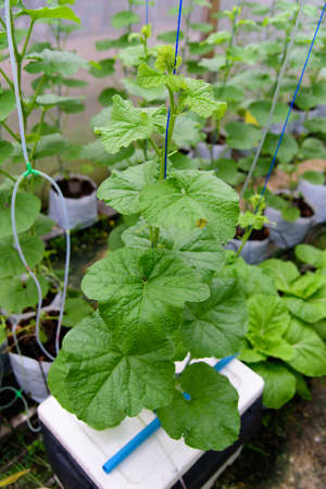 Little melon tree in hydroponic systemの写真素材