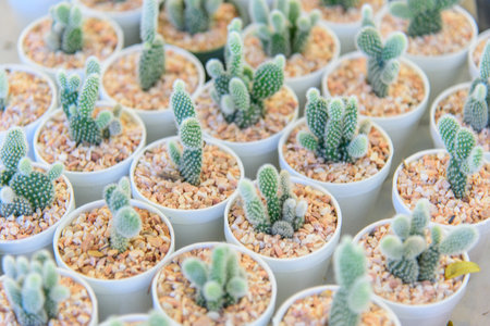 Close up to little cactus in mini potの写真素材