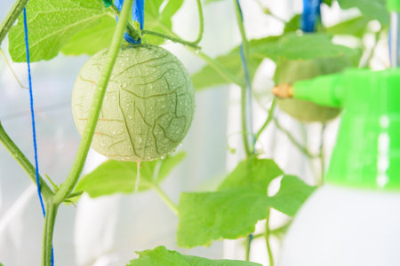 Farmer spraying for cleaning fresh melon for protect it from diseaseの写真素材