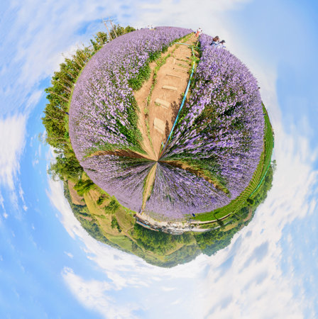 Circle panorama of Fresh Margaret flower field garden at the mountain
