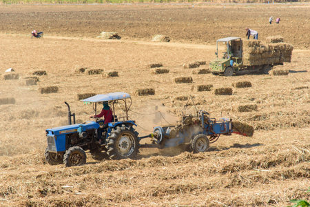 Sugarcane leaf compress by tractor in old sugarcane fieldの写真素材