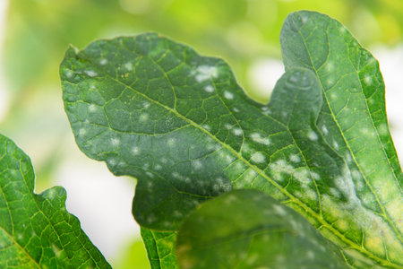 Melon green leaf has Destroyed by Powdery mildew of melonの写真素材