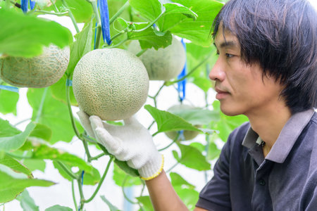 The man Checking Fresh green melon in greenhouseの写真素材