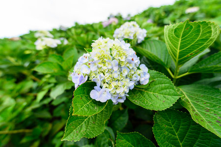 Fresh Hydrangea flower field garden on the mountainの写真素材