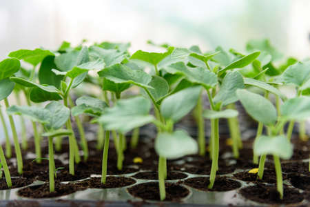 a lot of green melon Sapling on Nursery trayの写真素材