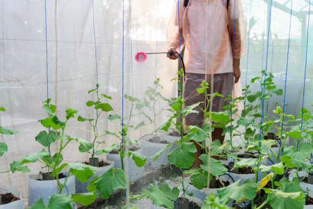 Farmer spraying for cleaning fresh melon for protect it from diseaseの写真素材