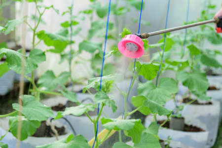 Farmer spraying for cleaning fresh melon for protect it from diseaseの写真素材