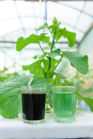 A and B type of Liquid fertilizer in the glass for Melon Hydroponics system