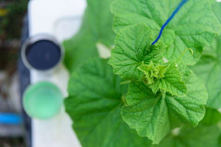 Top view of peak of green melon treeの写真素材