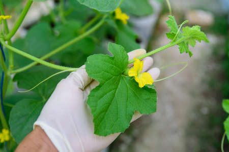 Closeup to Fresh melon flower in gardenの写真素材