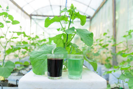 A and B type of Liquid fertilizer in the glass for Melon Hydroponics systemの写真素材