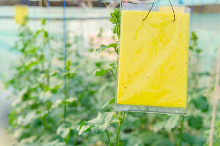Trap of insect / Closeup focus to 
 Yellow glue board trapの写真素材