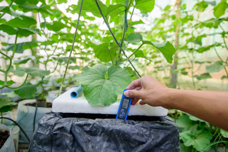 Check EC value of of water bin of hydroponics systemの写真素材
