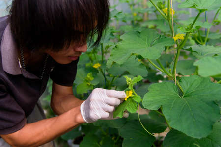 Use paintbrush for Pollinate of Melon flower in green houseの写真素材
