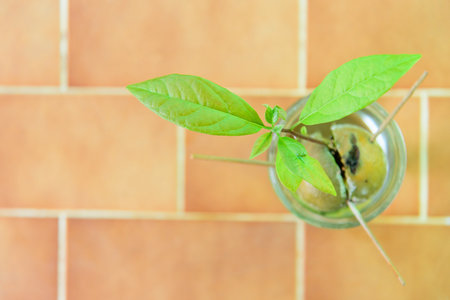 Closeup focus to Seed the avocado in waterの写真素材