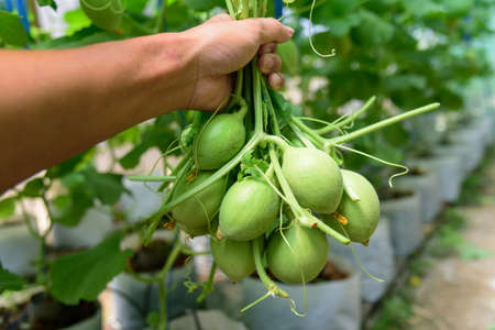 Out of grade fresh young melon in the hand  for discardの写真素材