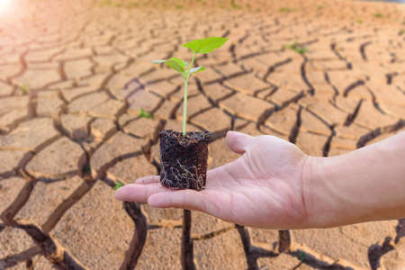 The man hold the green sapling for plant  with Dry soil on backgroundの写真素材
