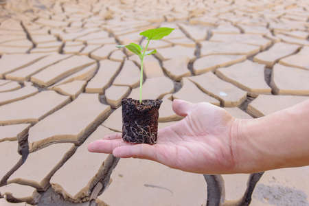 The man hold the green sapling for plant  with Dry soil on backgroundの写真素材