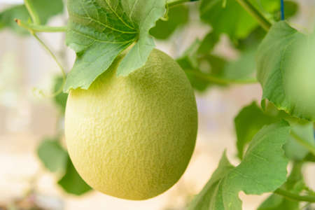 Closeup to nice peel fresh melon in greenhouseの写真素材