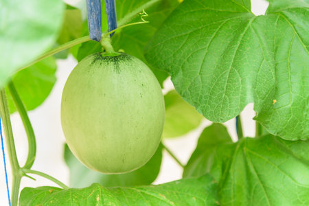 Closeup to nice peel fresh melon in greenhouseの写真素材