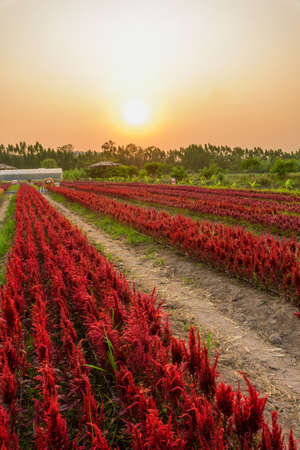Beautiful colorful Chinese wool Flower park in sunset timeの写真素材