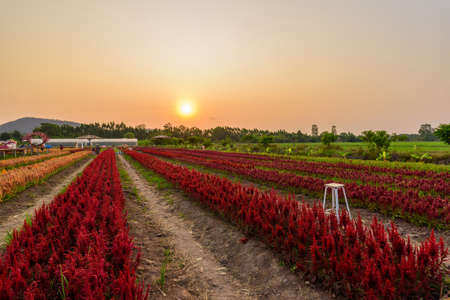 Beautiful colorful Chinese wool Flower park in sunset timeの写真素材